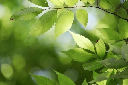 Leaves Representing our indoor park.